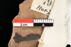 Foto (Detailansicht) von Rhytisma pythii Ettingshausen (NHMW-GEO-2024-0188-0079)
